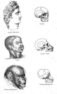 eugenics comparison of human skulls
